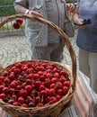 Cherries. Cherry. Organic cherries in basket on a farmerÃ¢â¬â¢s market. Red cherry background. Fresh cherries texture. Healthy food. Royalty Free Stock Photo